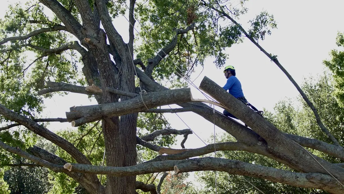 Professional Crown Thinning performed by certified arborists in Petersburg