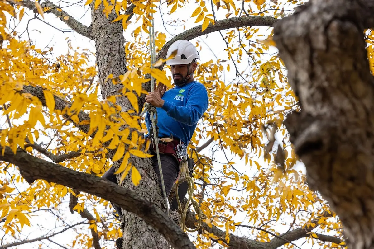 Skilled Tree Planting crew working in Petersburg